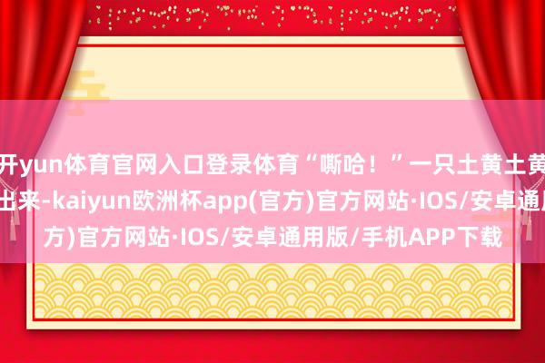 开yun体育官网入口登录体育“嘶哈！”一只土黄土黄的怯夫猫从车里钻出来-kaiyun欧洲杯app(官方)官方网站·IOS/安卓通用版/手机APP下载
